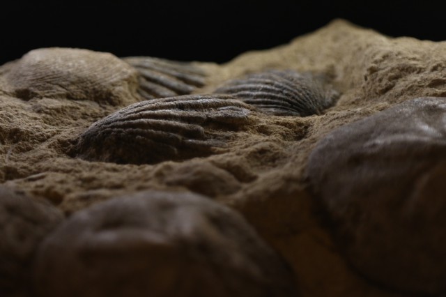 relative tecniche di datazione per i fossili